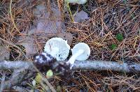 Amanita citrina f. lavendula image