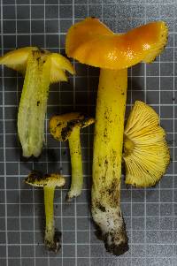 Hygrocybe aurantiosplendens image