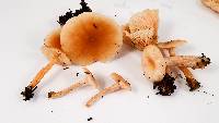 Clitocybe fragrans image