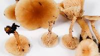 Clitocybe fragrans image