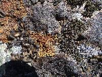 Lecanora mellea image