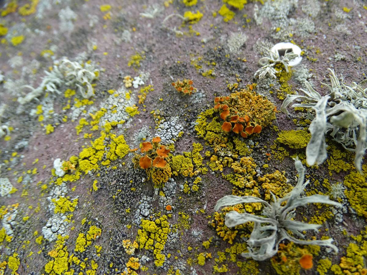 Xanthoria candelaria image