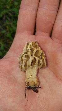 Morchella americana image