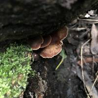 Gymnopus brassicolens var. brassicolens image