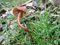 Psilocybe papuana image