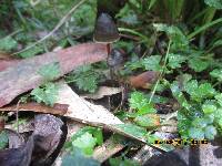 Psilocybe papuana image