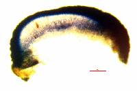 Cliostomum griffithii image