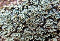 Cladonia subradiata image