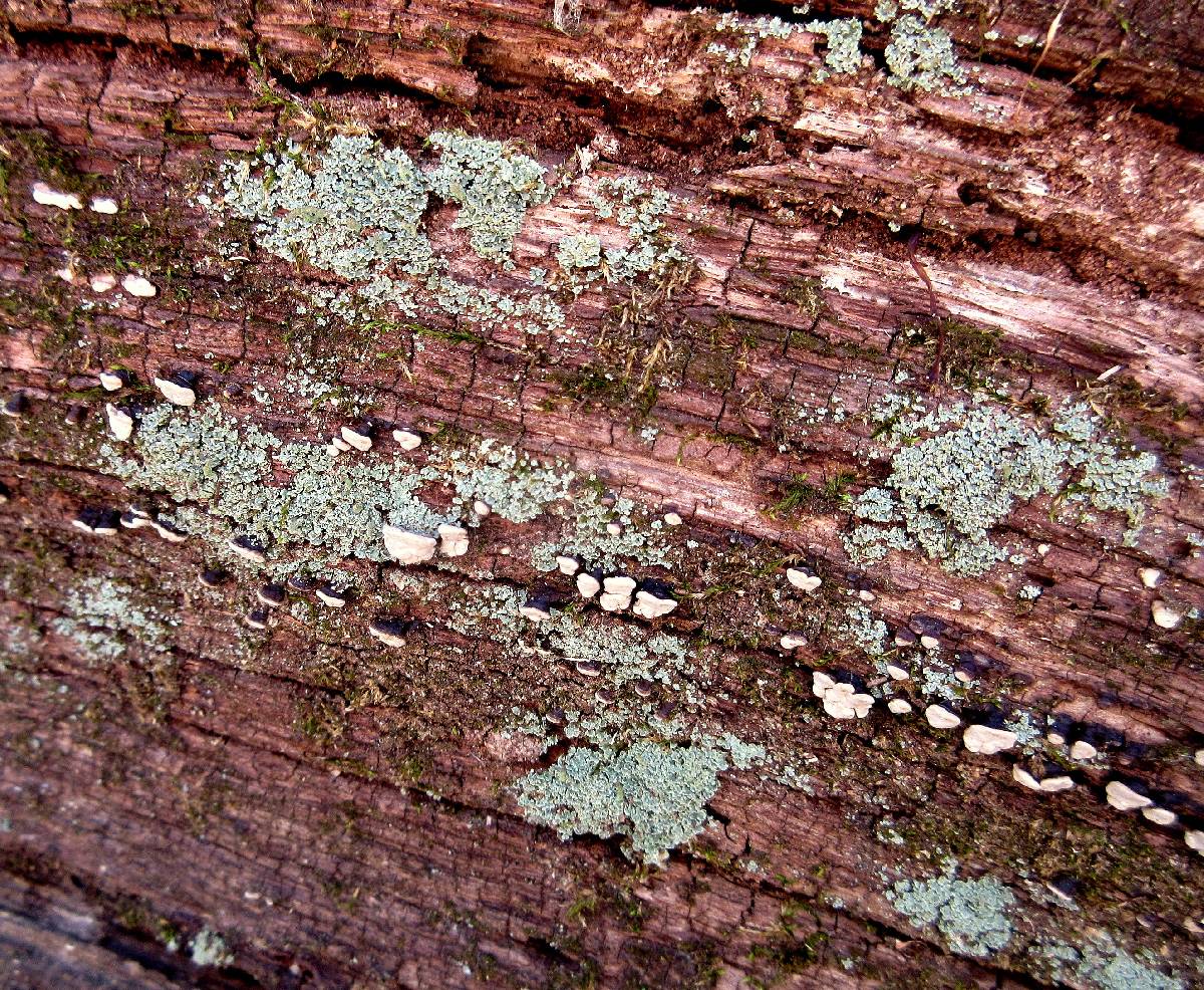 Cladonia subradiata image
