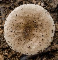 Amanita marmorata image