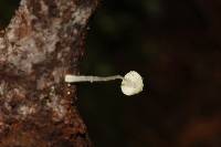 Mycena chloroxantha image