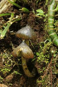 Image of Hygrocybe atrosquamosa