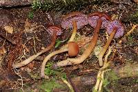 Hygrocybe purpureofolia image