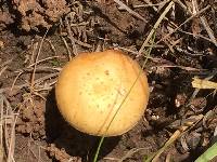 Stropharia coronilla image