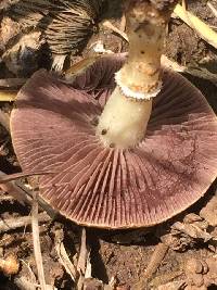 Stropharia coronilla image