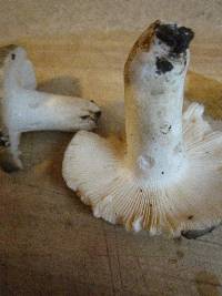 Russula grisea image