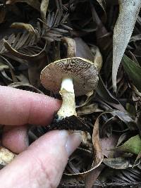 Agaricus semotus image