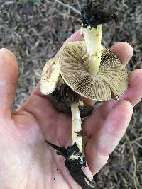 Agaricus semotus image