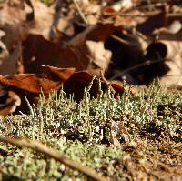 Cladonia ochrochlora image