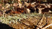 Cladonia ochrochlora image