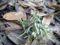 Ramalina subleptocarpha image