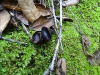 Helvella solitaria image