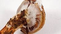 Cortinarius glutinosoarmillatus image