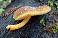 Pluteus romellii image