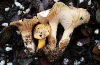 Hygrophorus chrysodon image