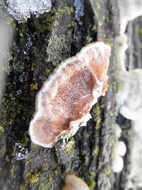 Gloeoporus dichrous image