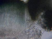 Mellitiosporiella macrospora image