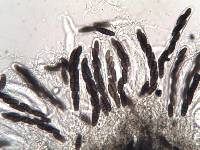 Oedohysterium pulchrum image