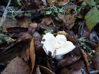 Russula cremoricolor image