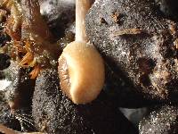 Psilocybe coprophila image