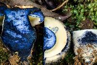 Gyroporus furvescens image