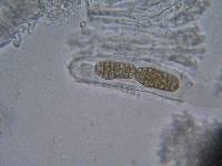 Pleospora herbarum image