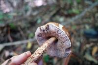 Austroboletus lacunosus image