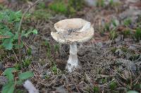 Amanita crenulata image