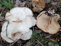 Leucopaxillus giganteus image