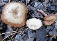 Clitocybe metachroa image