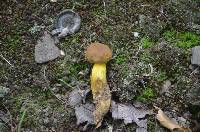 Boletus auripes image