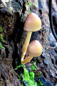 Mycena inclinata image