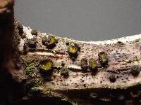 Erikssonopsis ericae image