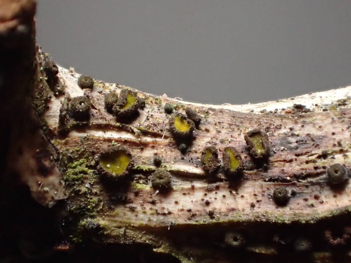 Erikssonopsis ericae image