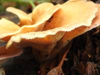 Lentinus strigosus image