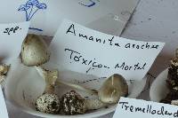 Amanita arocheae image