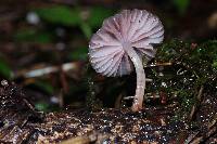 Mycena lumina image