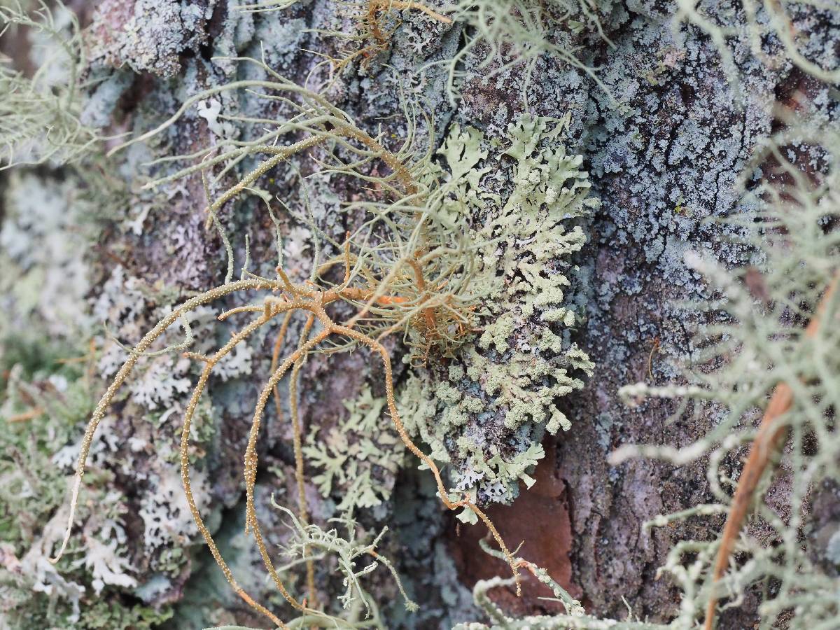 Usnea pensylvanica image