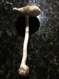 Amanita porphyria image