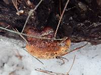 Fomitopsis schrenkii image